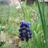 Fotografia 11 da espécie Muscari neglectum do Jardim Botânico UTAD