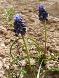 Fotografia da espécie Muscari neglectum