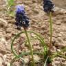 Fotografia 12 da espécie Muscari neglectum do Jardim Botânico UTAD