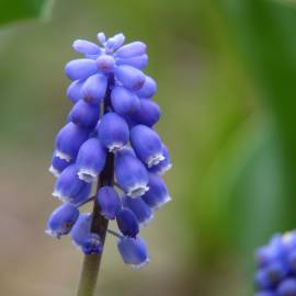 Fotografia da espécie Muscari neglectum