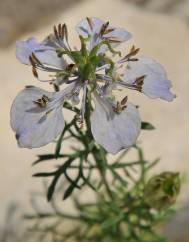 Nigella gallica