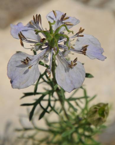 Fotografia de capa Nigella gallica - do Jardim Botânico