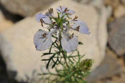 Fotografia da espécie Nigella gallica