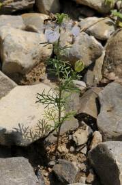 Fotografia da espécie Nigella gallica