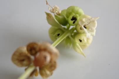 Fotografia da espécie Ocimum basilicum