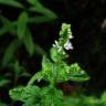 Fotografia 3 da espécie Ocimum basilicum do Jardim Botânico UTAD