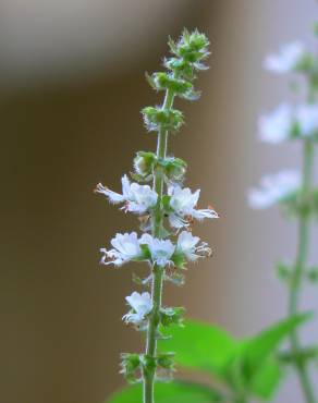 Fotografia 6 da espécie Ocimum basilicum no Jardim Botânico UTAD