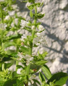 Fotografia 1 da espécie Ocimum basilicum no Jardim Botânico UTAD