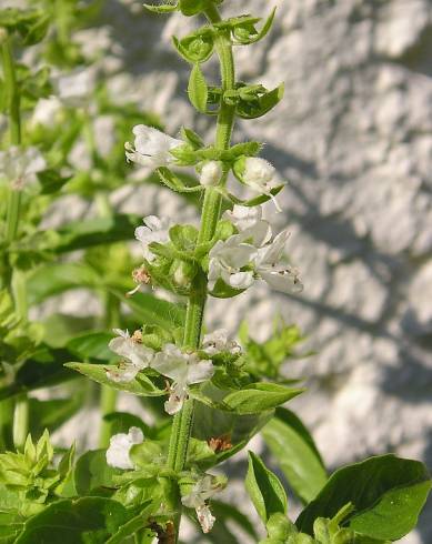 Fotografia de capa Ocimum basilicum - do Jardim Botânico