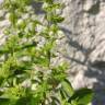 Fotografia 1 da espécie Ocimum basilicum do Jardim Botânico UTAD