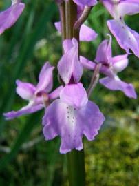 Fotografia da espécie Orchis olbiensis