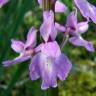 Fotografia 3 da espécie Orchis olbiensis do Jardim Botânico UTAD