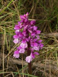 Fotografia da espécie Orchis olbiensis