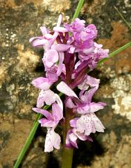 Orchis olbiensis