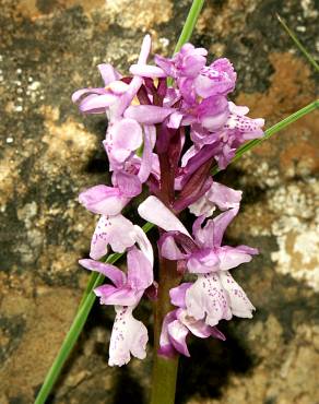 Fotografia 1 da espécie Orchis olbiensis no Jardim Botânico UTAD