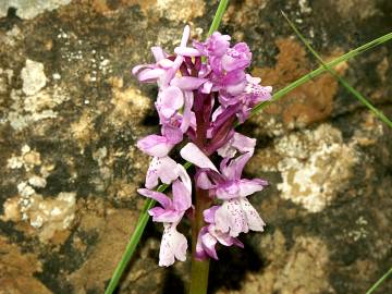 Fotografia da espécie Orchis olbiensis