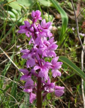 Fotografia 5 da espécie Orchis olbiensis no Jardim Botânico UTAD