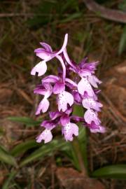 Fotografia da espécie Orchis olbiensis