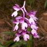 Fotografia 6 da espécie Orchis olbiensis do Jardim Botânico UTAD