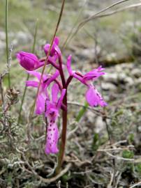 Fotografia da espécie Orchis olbiensis