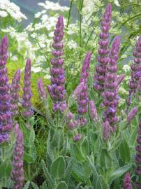 Fotografia da espécie Nepeta tuberosa