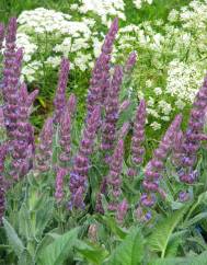 Nepeta tuberosa
