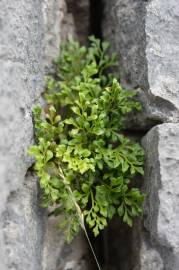 Fotografia da espécie Asplenium ruta-muraria subesp. ruta-muraria