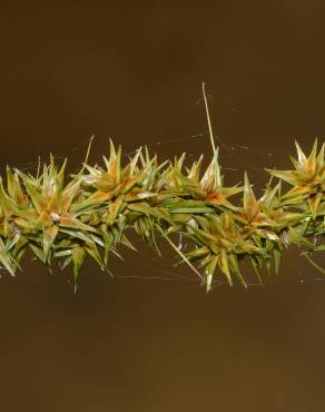 Fotografia 5 da espécie Carex otrubae no Jardim Botânico UTAD