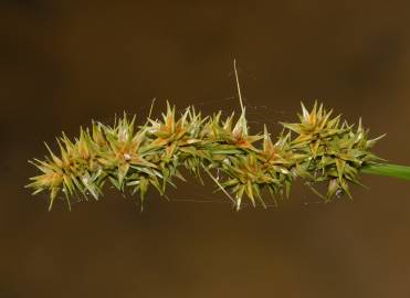 Fotografia da espécie Carex otrubae