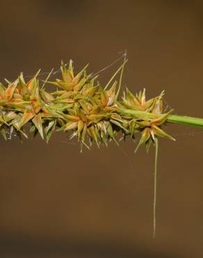 Fotografia 6 da espécie Carex otrubae no Jardim Botânico UTAD