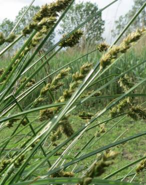 Fotografia 7 da espécie Carex otrubae no Jardim Botânico UTAD