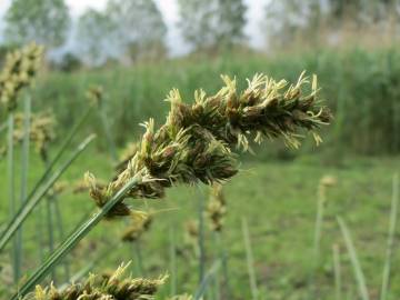 Fotografia da espécie Carex otrubae