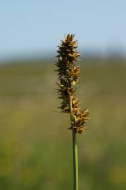 Fotografia da espécie Carex otrubae