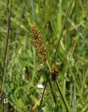 Fotografia 10 da espécie Carex otrubae no Jardim Botânico UTAD