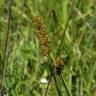 Fotografia 10 da espécie Carex otrubae do Jardim Botânico UTAD