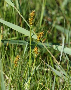 Fotografia 11 da espécie Carex otrubae no Jardim Botânico UTAD