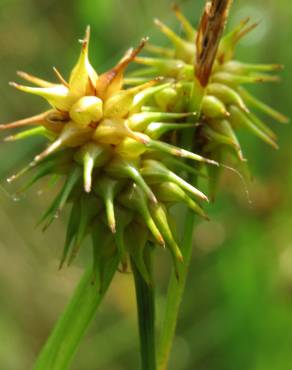 Fotografia 2 da espécie Carex flava no Jardim Botânico UTAD