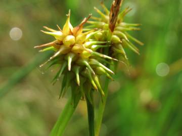 Fotografia da espécie Carex flava