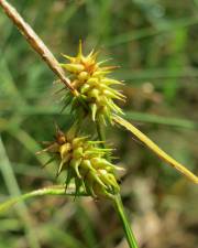 Fotografia da espécie Carex flava