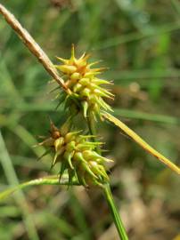 Fotografia da espécie Carex flava