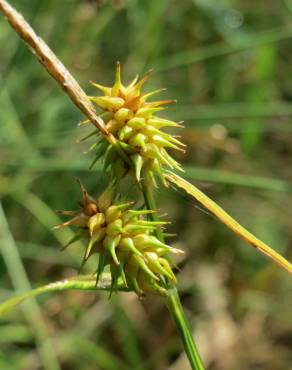 Fotografia 1 da espécie Carex flava no Jardim Botânico UTAD