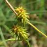 Fotografia 1 da espécie Carex flava do Jardim Botânico UTAD