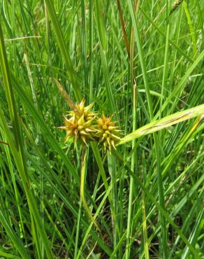 Fotografia 3 da espécie Carex flava no Jardim Botânico UTAD