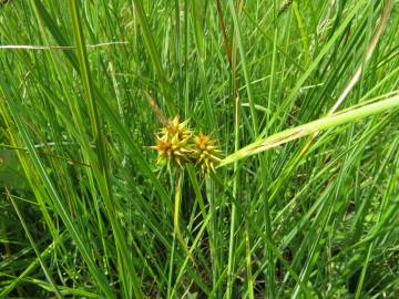 Fotografia da espécie Carex flava