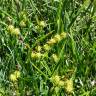 Fotografia 4 da espécie Carex flava do Jardim Botânico UTAD
