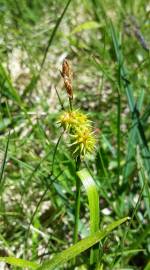 Fotografia da espécie Carex flava