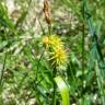 Fotografia 5 da espécie Carex flava do Jardim Botânico UTAD