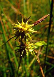 Fotografia da espécie Carex flava