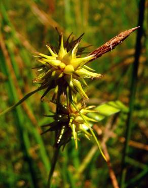 Fotografia 6 da espécie Carex flava no Jardim Botânico UTAD