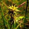 Fotografia 6 da espécie Carex flava do Jardim Botânico UTAD